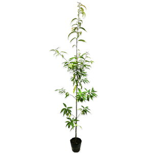 VJV P 1.5m 15cm|bg 10{×2 c
