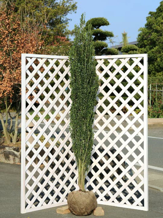 楽天市場】ソヨゴ 単木 1m 露地 苗 : トオヤマグリーン 【スカイペンシル】10本セット　樹高0.5m（鉢底から）　サンプル画像　同等品の発送　　　【送料無料】沖縄は送料が必要