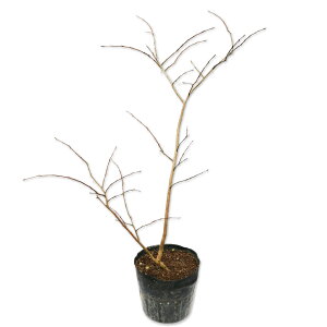 TXx (ԐFws) 0.6m 15cm|bg c