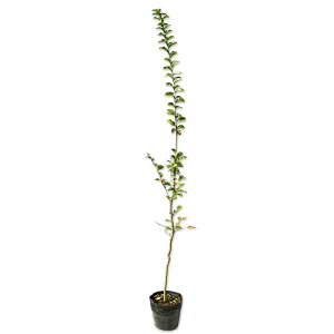 TXx (ԐFws) 1.2m 15cm|bg 10{ c