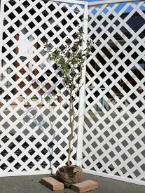 サルスベリ 単木 (花色指定不可) 1.2m 露地 苗
