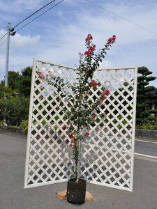 TXx P (ԐFws) 1.5m In 2{ c