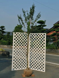 サルスベリ 単木 (花色指定不可) 2.3m 露地 苗木