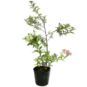VcP 0.3m 10.5cm|bg 30{ c