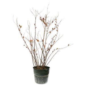 VcP 0.4m 15cm|bg c