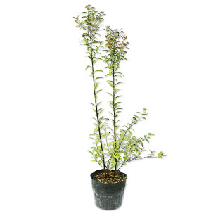 VcP 0.5m 15cm|bg 10{ c