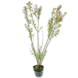 VcP 0.8m 15cm|bg 10{ c