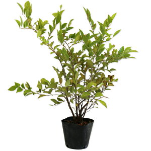 VV{ 0.2m 10.5cm|bg c