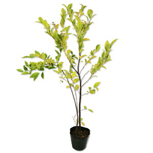 VV{ 0.5m 10.5cm|bg 10{ c