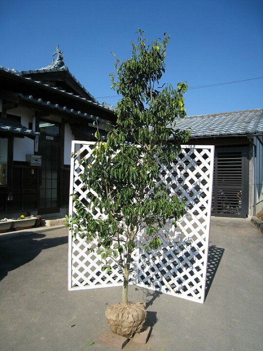 楽天市場】ソヨゴ 単木 2.5m 露地 2本 苗木 : トオヤマグリーン