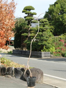 サクラ シダレザクラ 1.5m 15cmポット 4本×2 苗木