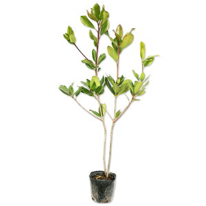 VoC 0.4m 10.5cm|bg c