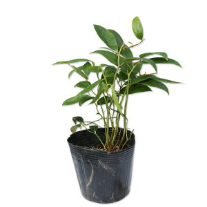 ZCECie ALVX 10.5cm|bg 25{ c