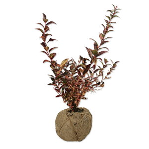 ZCECie ALVX 0.3m In 5{ c