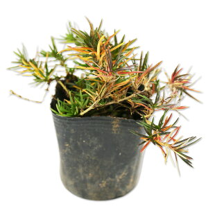 VoUN _jGNbV 9.0cm|bg c