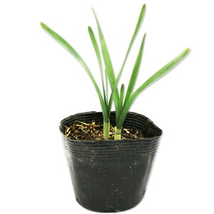 jzXCZ 10.5cm|bg 30{ c