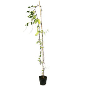 スイカズラ 2.5m長尺 15cmポット 2本×2 苗木