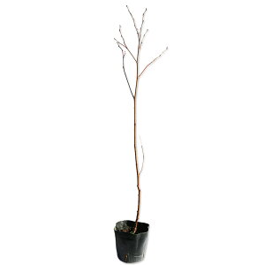 VJo 0.6m 10.5cm|bg c