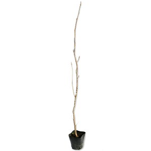 TO~ 0.5m 10.5cm|bg c