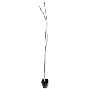TO~ 1m 10.5cm|bg 5{ c