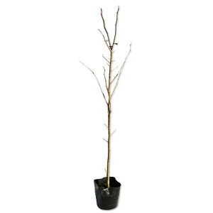 Tt^M 0.3m 10.5cm|bg c