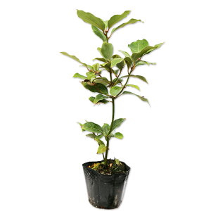 V_ 0.3m 10.5cm|bg 30{ c