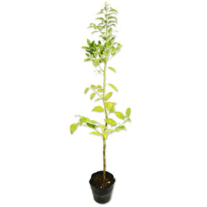 ujbPC 1m 15cm|bg c