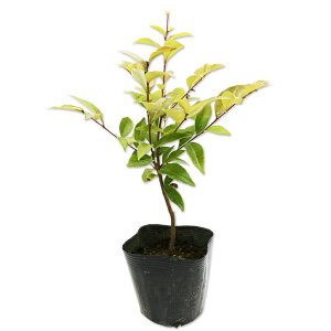 cuWCiRWCj 0.2m 10.5cm|bg c