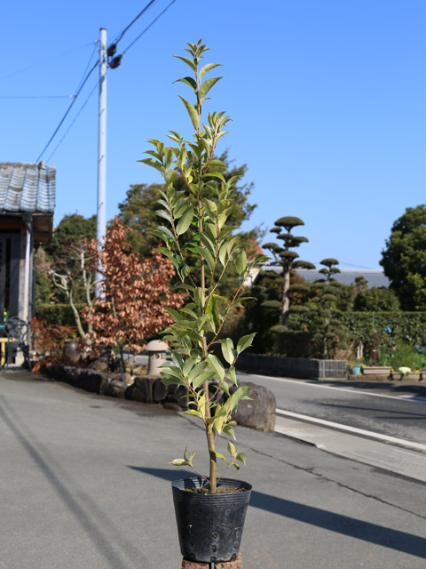 ツブラジイ（コジイ） 単木 1.7m 露地 苗木 - 常緑樹