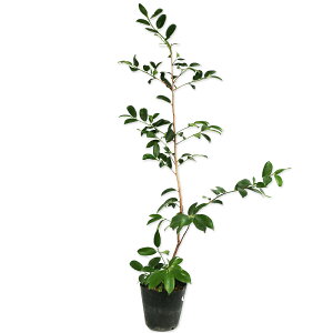 TJL 0.8m 15cm|bg c