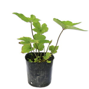VECMN 10.5cm|bg c