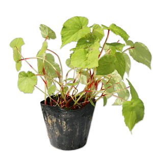 VEJChE 10.5cm|bg 15{ c