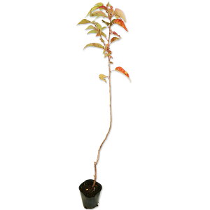 IIV}UN 0.8m 10.5cm|bg 30{ c