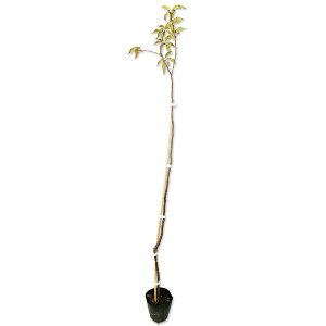 IIV}UN 1m 10.5cm|bg c