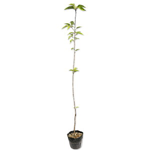 IIV}UN 1.2m 15cm|bg 10{×2 c