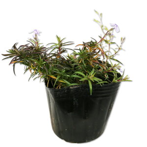 VoUN I[Lgu[AC 9.0cm|bg 50{ c