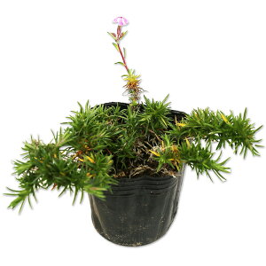 VoUN ^}miK 9.0cm|bg 50{ c