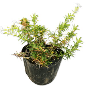 VoUN uzCg 9.0cm|bg c