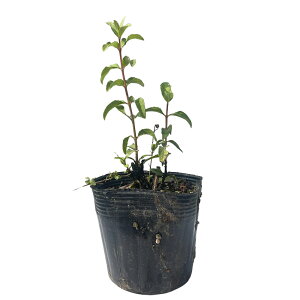 TTEcM 0.1m 10.5cm|bg 30{ c