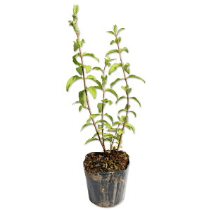 TTEcM 0.3m 10.5cm|bg 30{ c