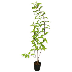 TTEcM 0.5m 10.5cm|bg c
