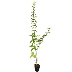 TTEcM 1m 10.5cm|bg c