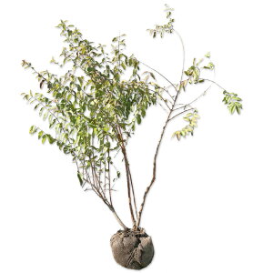 �T���T�E�c�M 1.2m �I�n �c