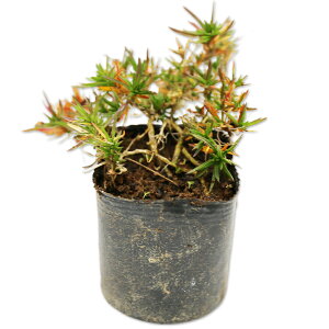 VoUN GhNbVu[ 9.0cm|bg 50{ c