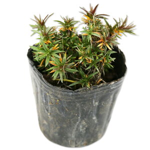 VoUN zCgAC 9.0cm|bg c