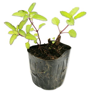 {bNZ[W 9.0cm|bg 30{ c