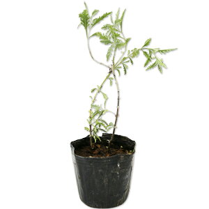 VAZ[W 9.0cm|bg c