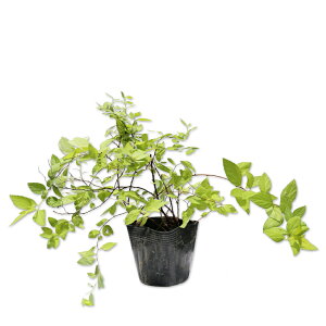 VcP C}Eh 10.5cm|bg 10{ c