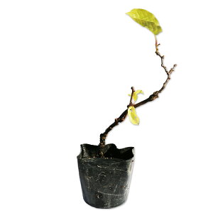 TiV 10.5cm|bg c