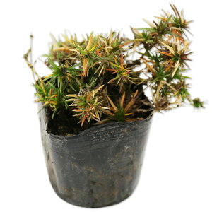 VoUN R[AC 9.0cm|bg 30{ c